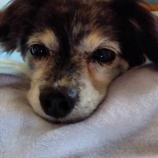 保護犬のラッキー