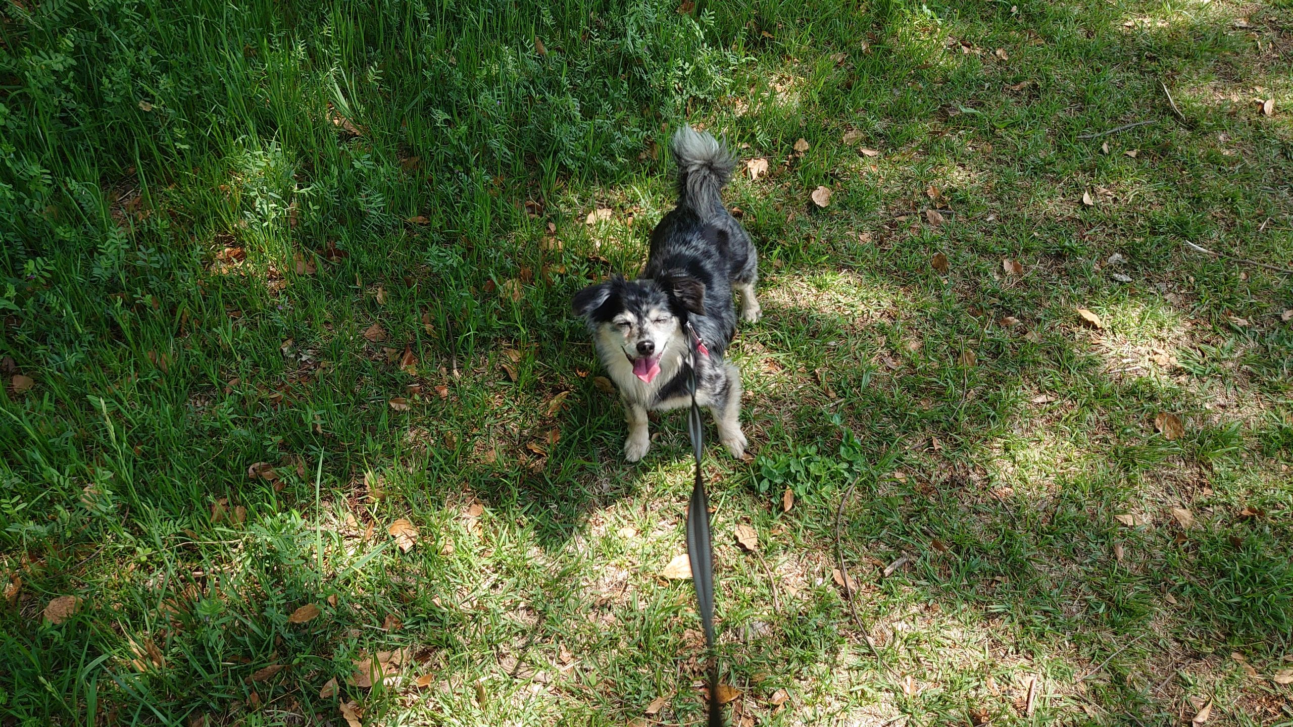 恐怖の時間～狂犬病予防接種～