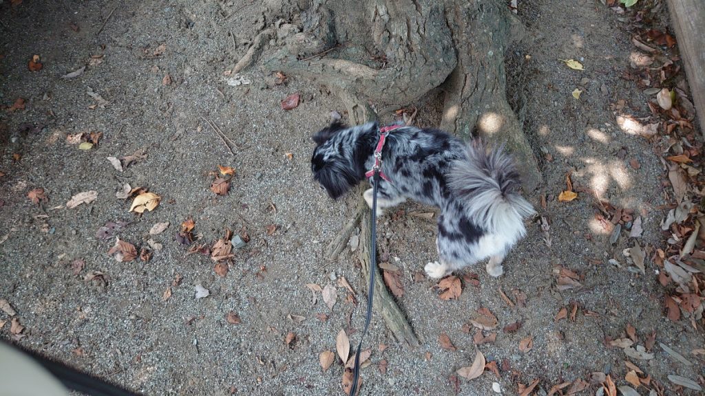 公園でのラッキー