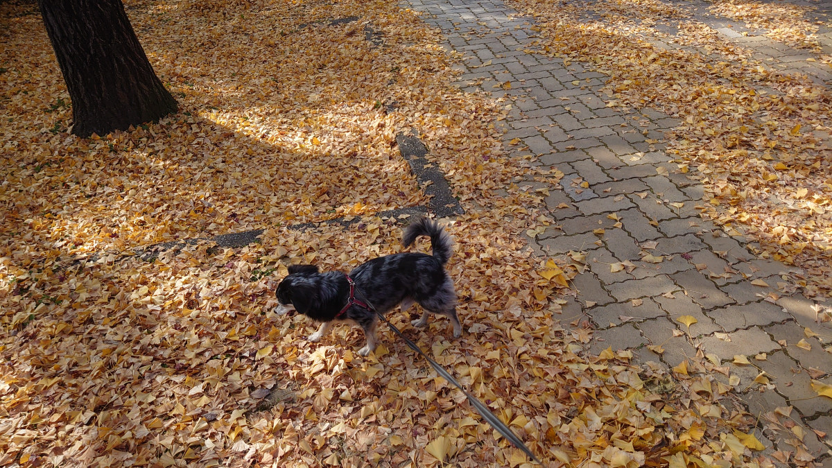 ペトコトフーズ