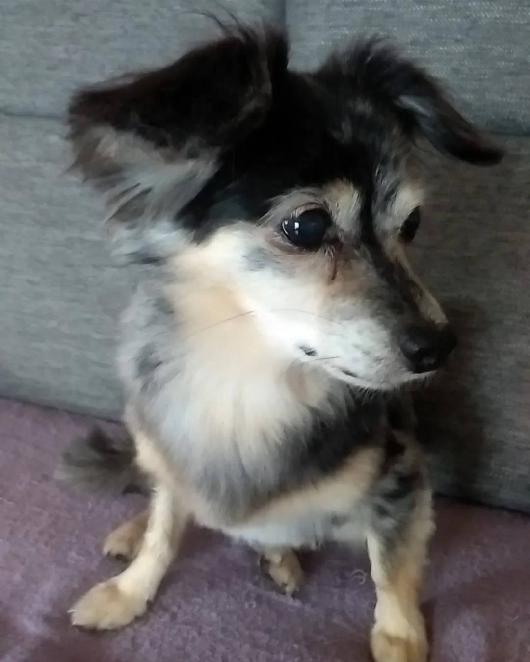 スカしてるラッキー