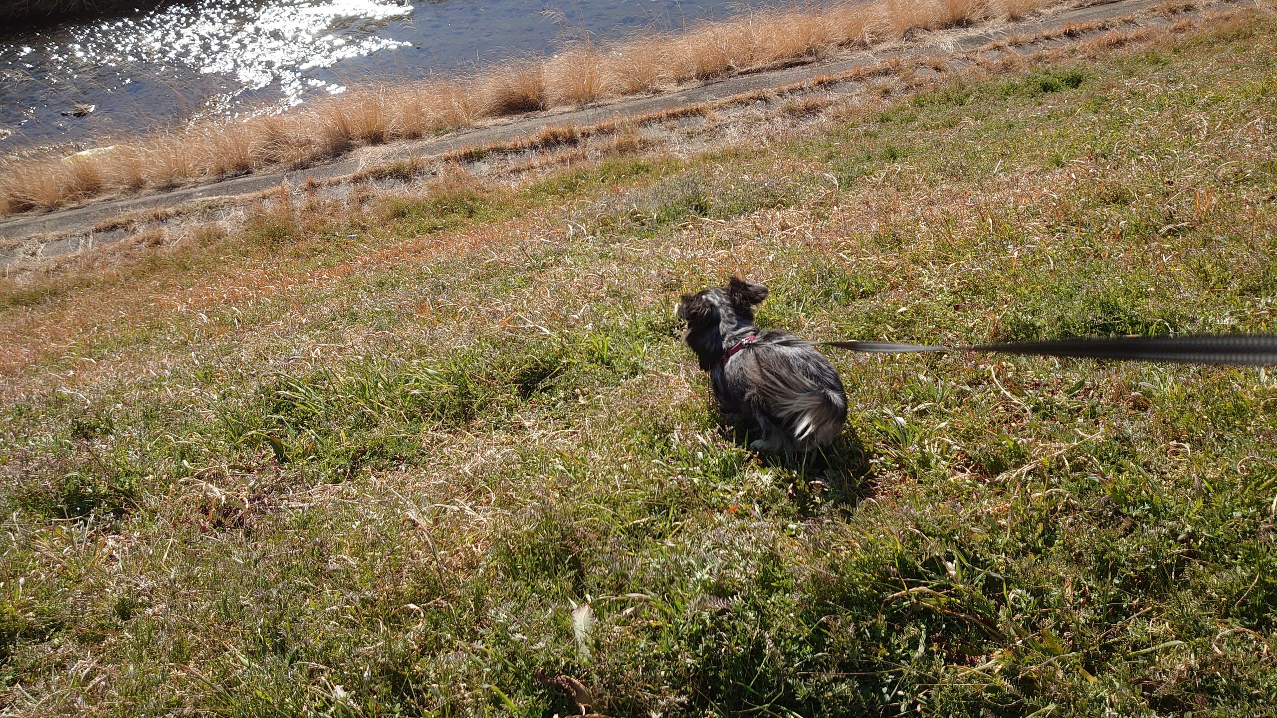 犬用ハーネス PERROS