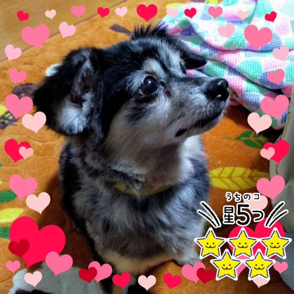 かわいいラッキー