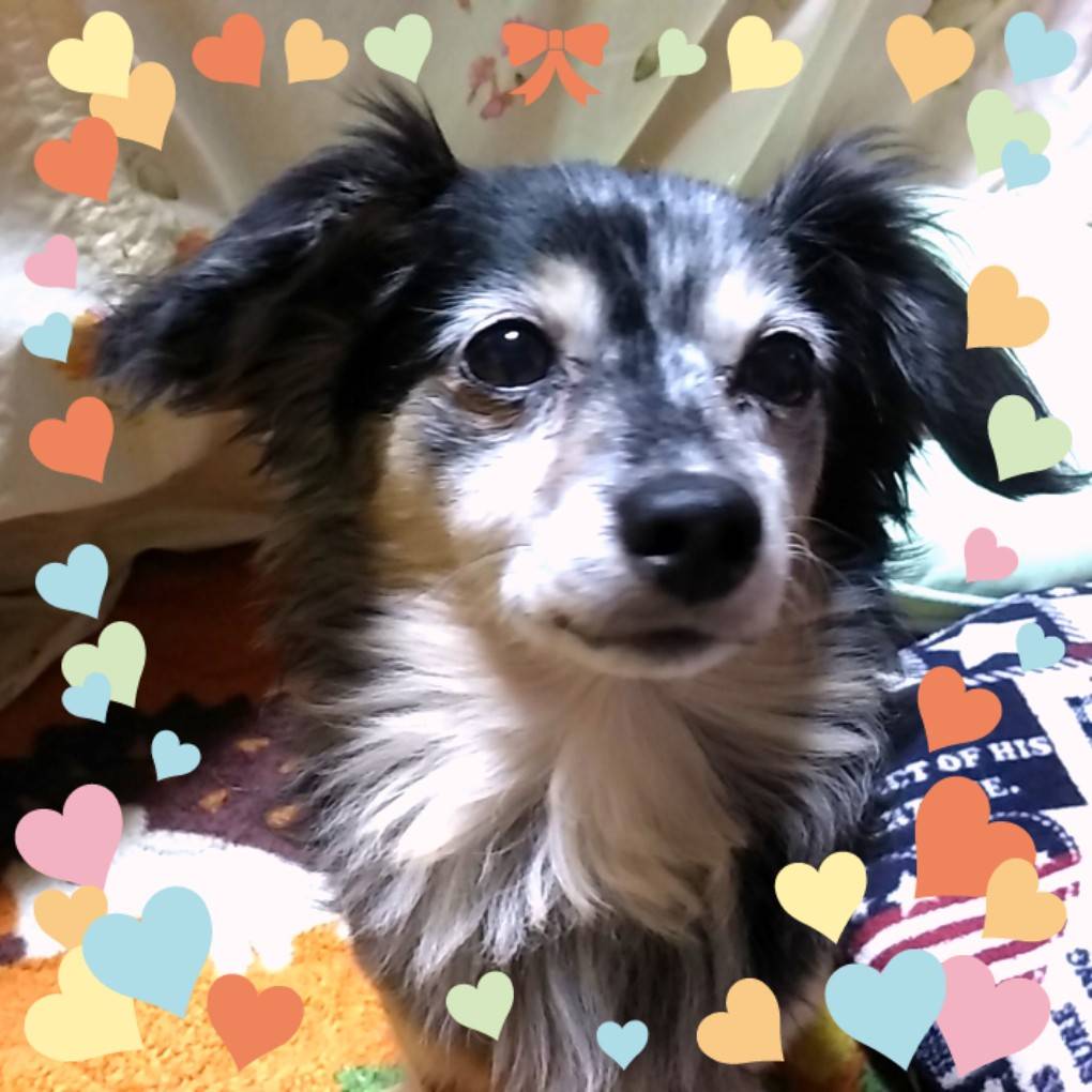 いばってるラッキー