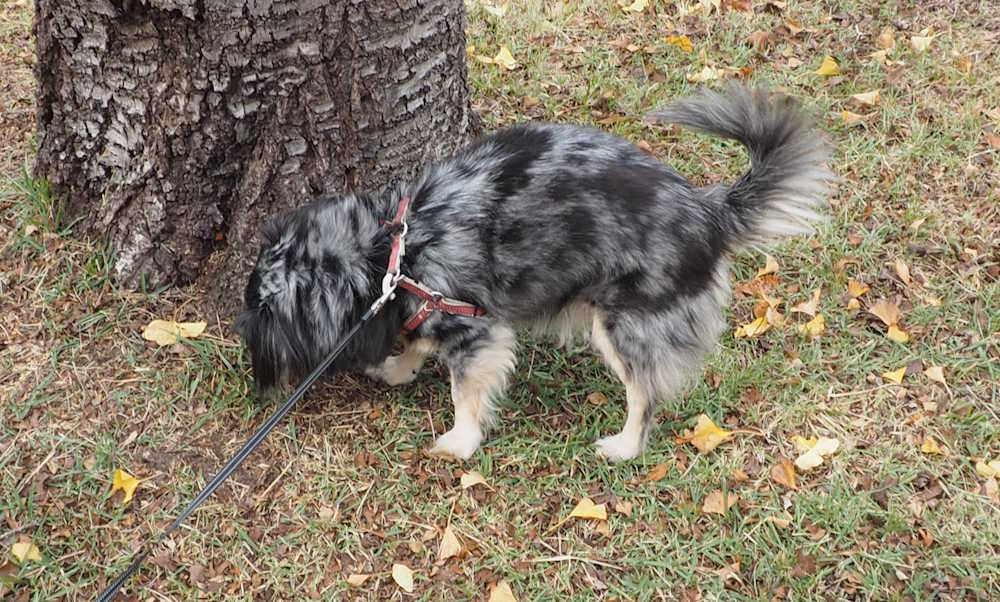 【飼い主の悩みを減らすアイデア商品】犬の散歩中トラブルを未然に防ぐ現実的な方法