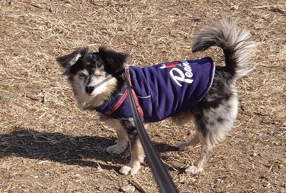 【犬の食物アレルギー対策】原因・対処法とドッグフードおさかな徹底レビュー
